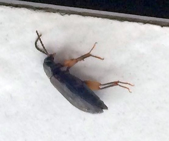 ground beetle