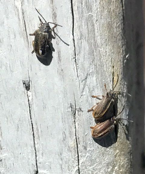 leaf beetles