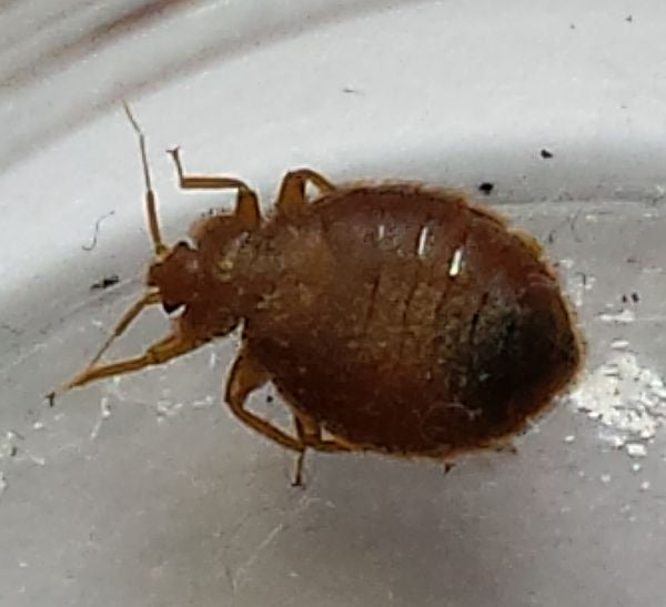 Bed bugs in bathroom