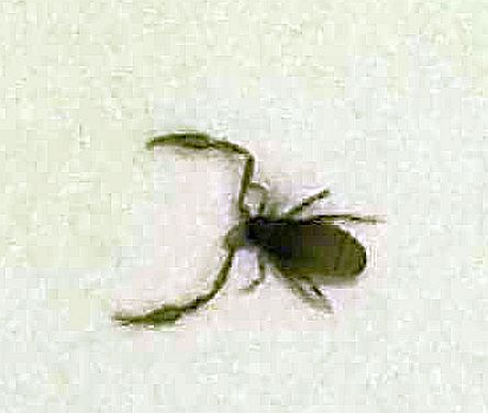 pseudoscorpion