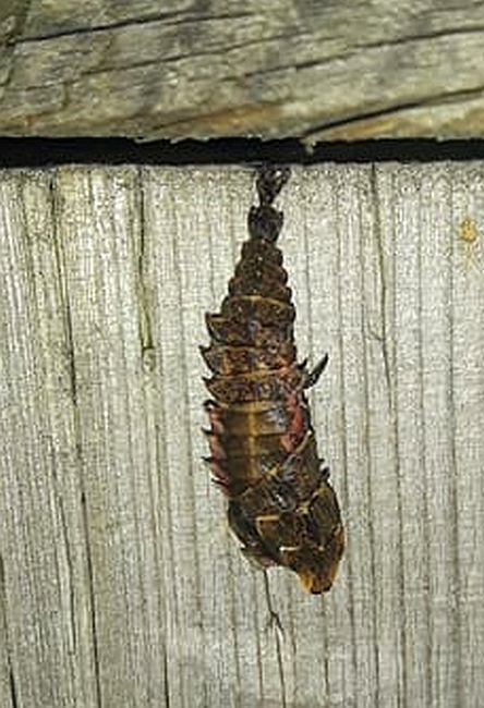 Firefly larva