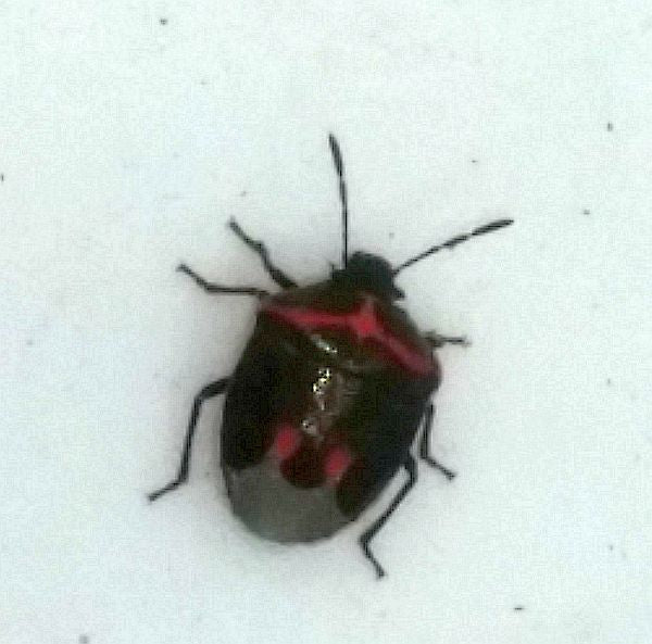 twice-stabbed stink bug