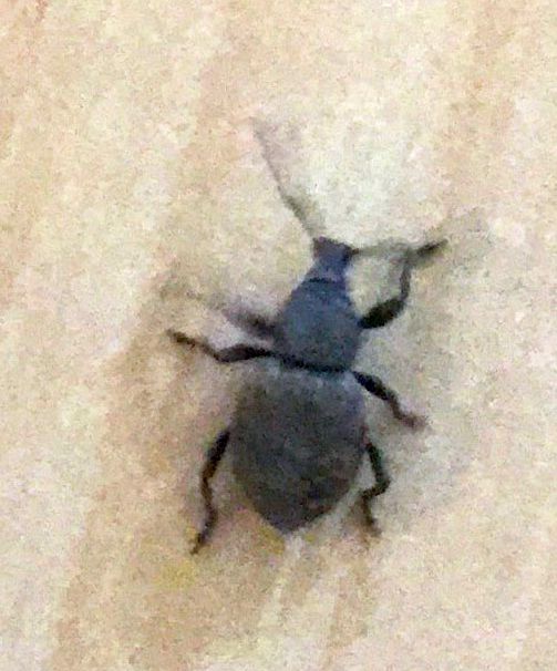 black vine weevil. another short-snouted/broad-nosed weevil