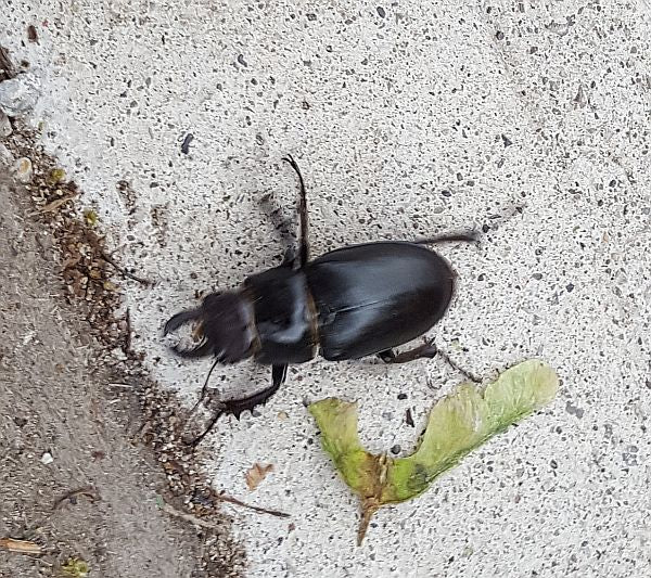 reddish-brown stag beetle