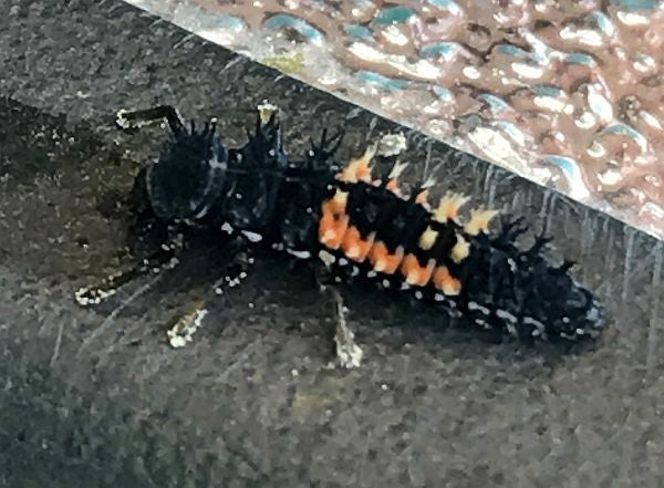 Ladybug larva