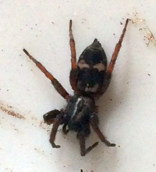 ground spider