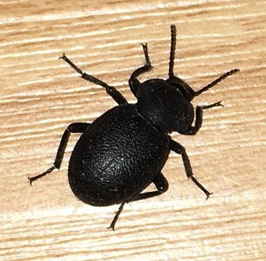 darkling beetle