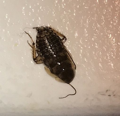 cockroach nymph