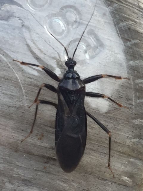 assassin bug