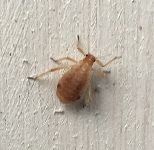 Aphid