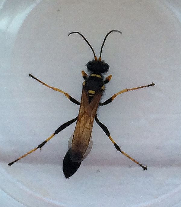 Mud dauber wasp