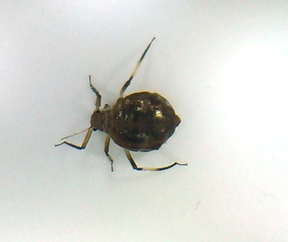 Aphid  (plant louse)