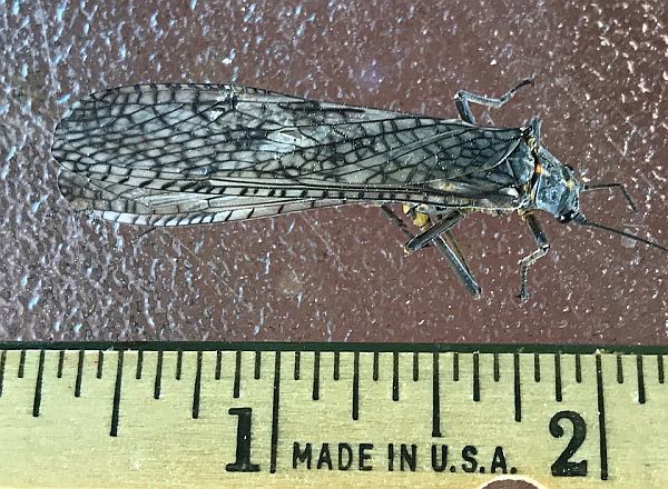 Stonefly
