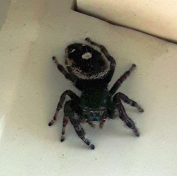 jumping spider