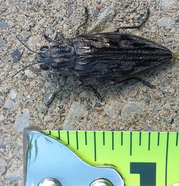 metallic wood-boring beetle