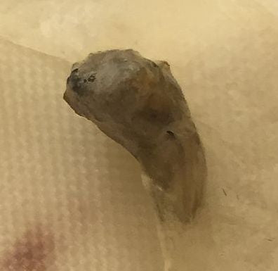 Fly Larva ?????