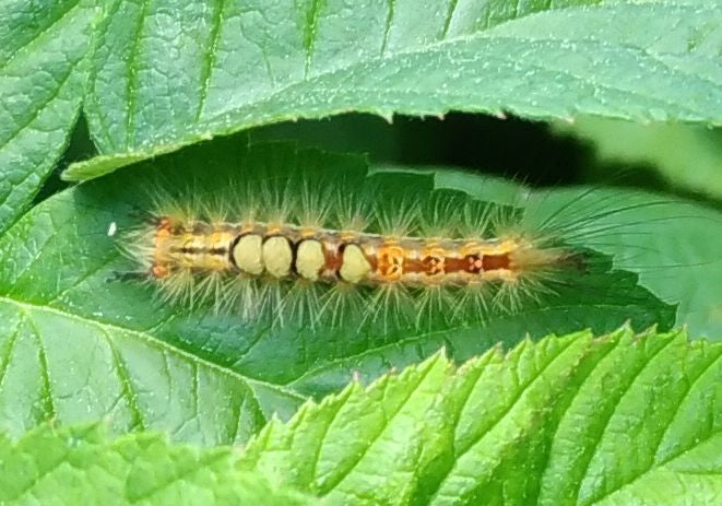 Tussock moth caterpillar