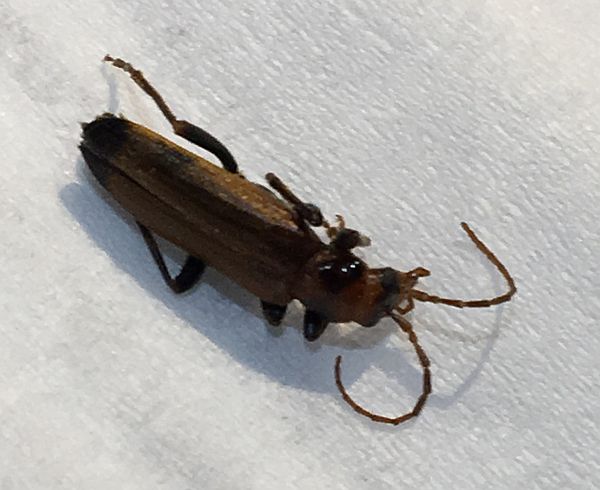 wharf borer