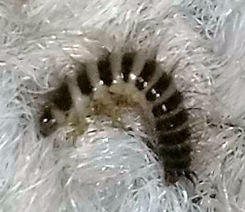 Dermestidae beetle larva