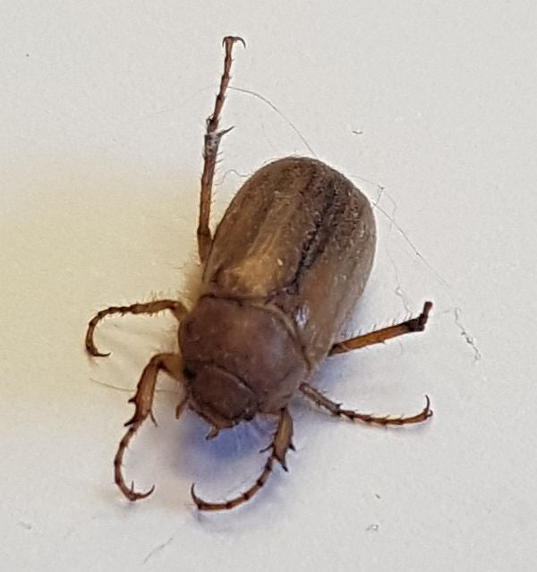 scarab beetle (June bug)