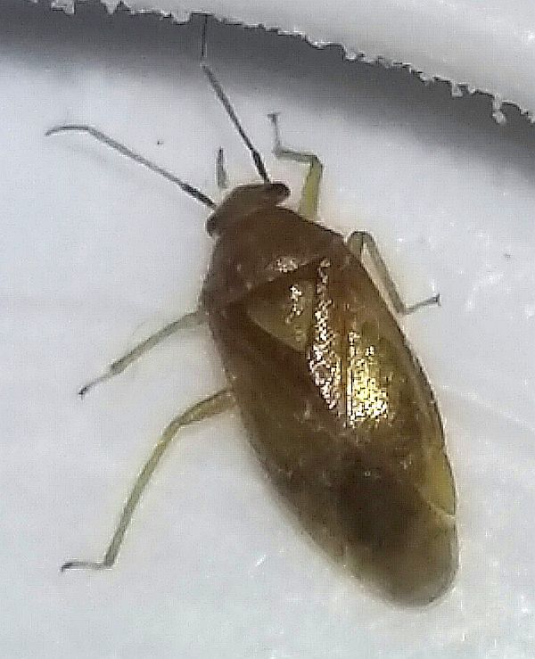 Plant bug