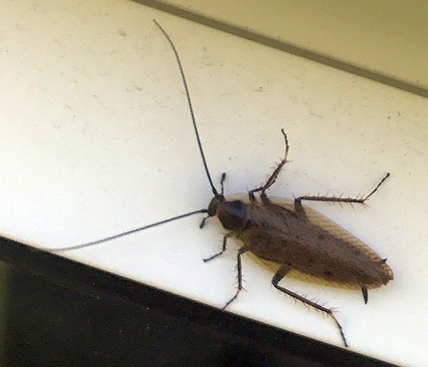 Cockroach