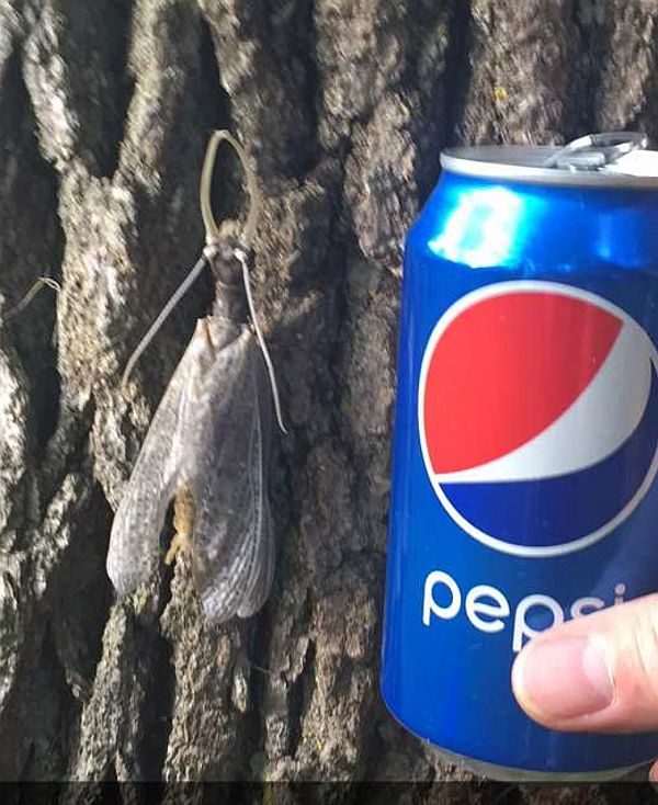 male eastern dobsonfly