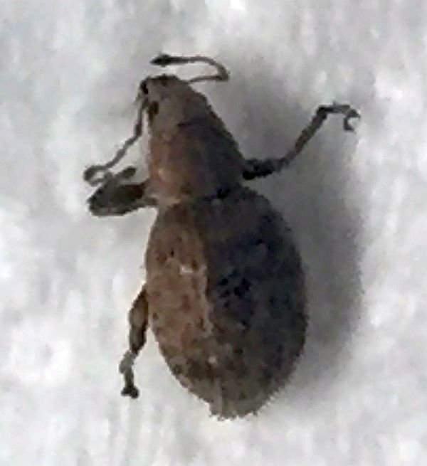 short-snouted/broad-nosed weevil