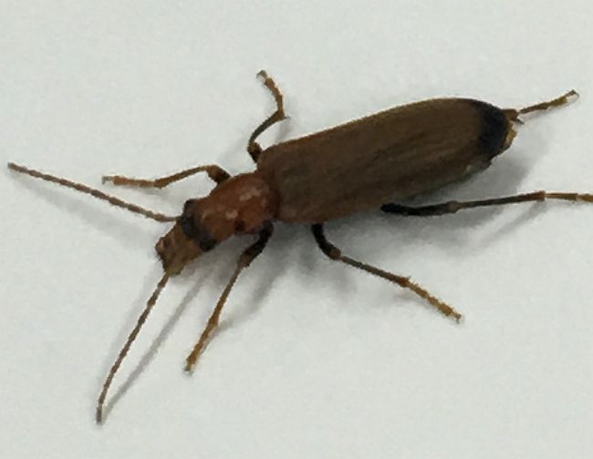 wharf borer