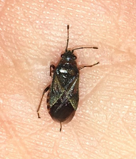 Elm seed bug