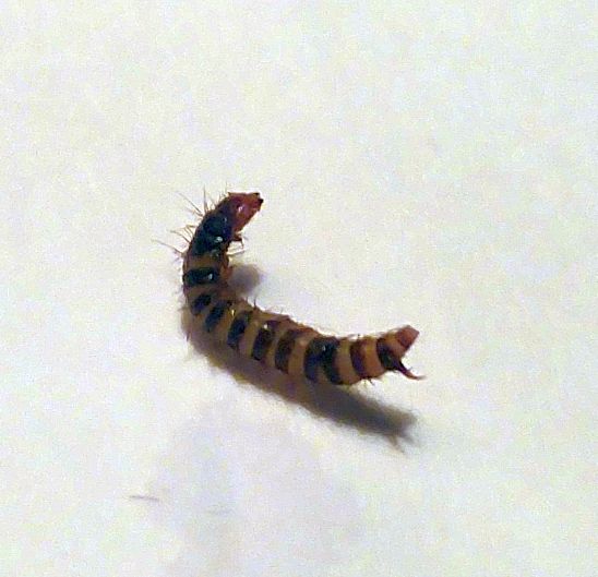 larva of dermestid beetle