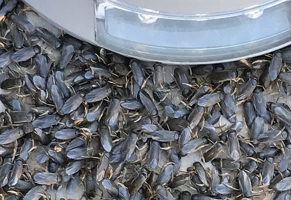 water boatmen
