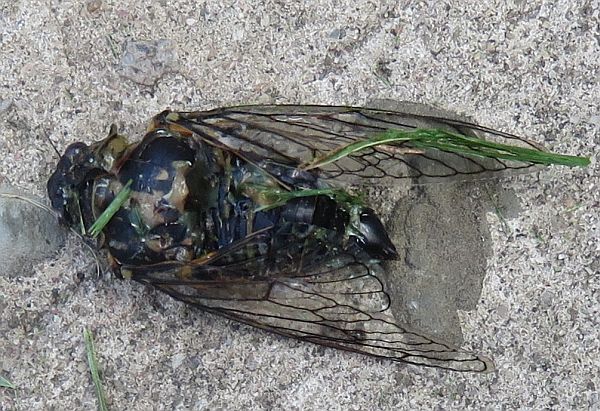 ‘dog-day’ cicada