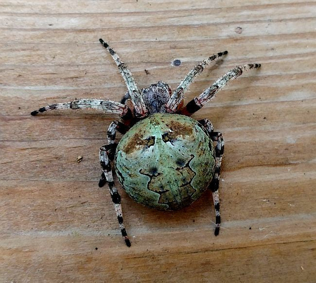 giant lichen orb weaver