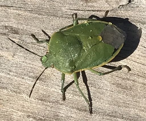 Stink Bug
