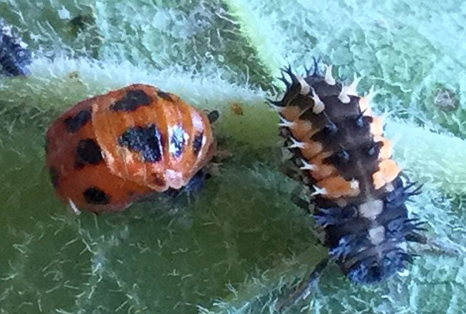 pupa and larva of a lady beetle