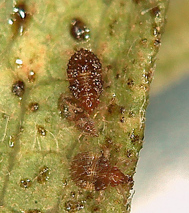 scale insects