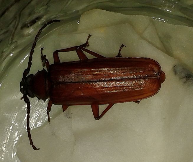 brown prionid