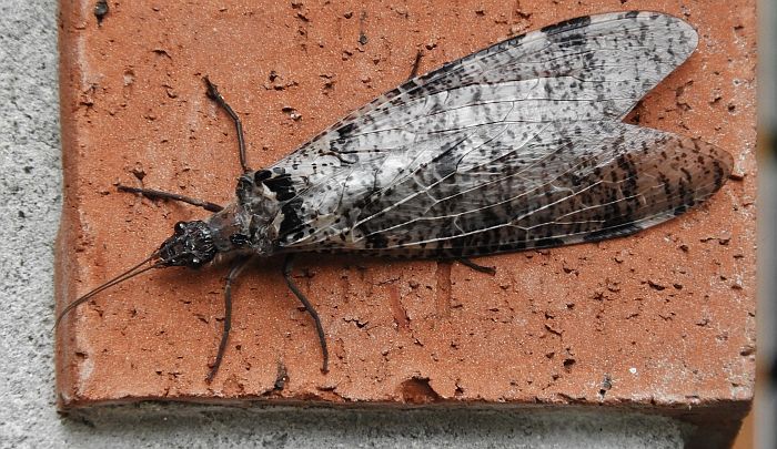 Fishfly