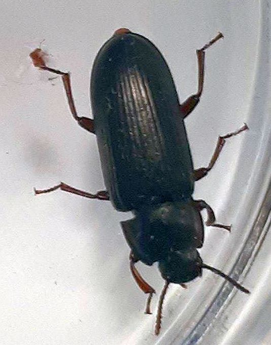 darkling beetle