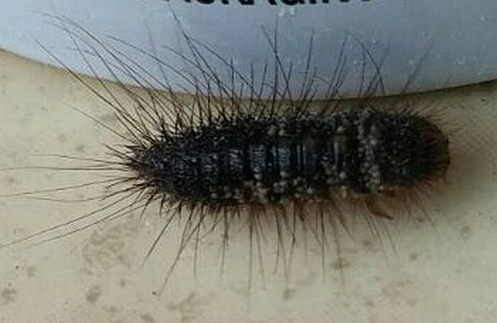 Dermestidae carpet beetle larva