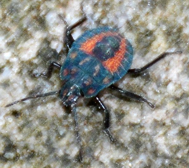 Stink bug nymph