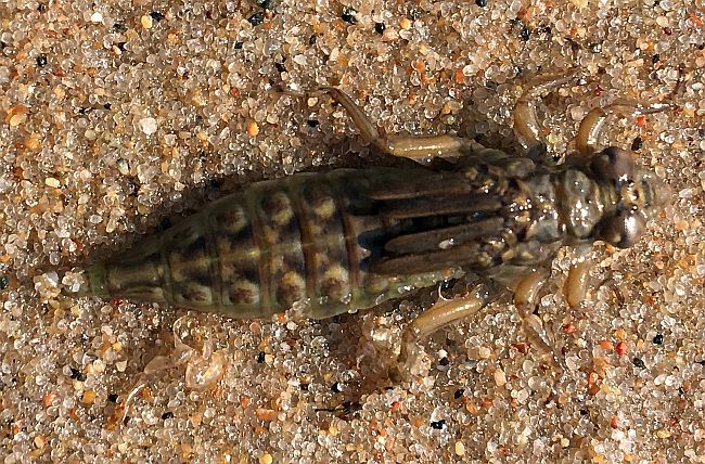 dragonfly naiad (nymph)