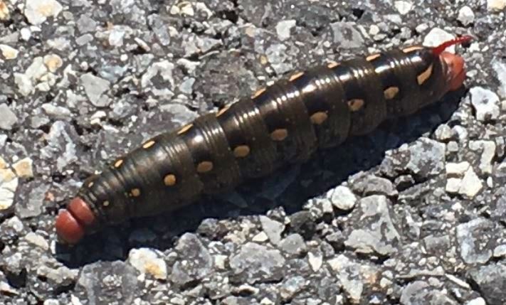 Sphinx moth caterpillar
