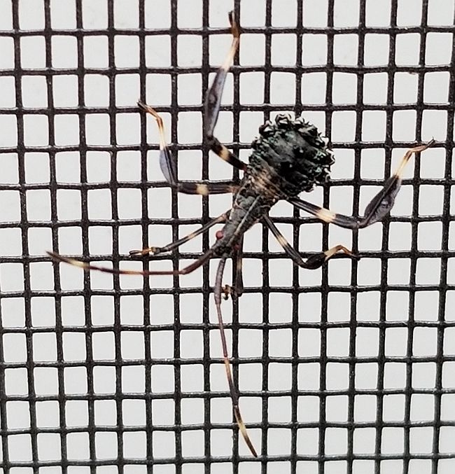 leaf-footed bug nymph