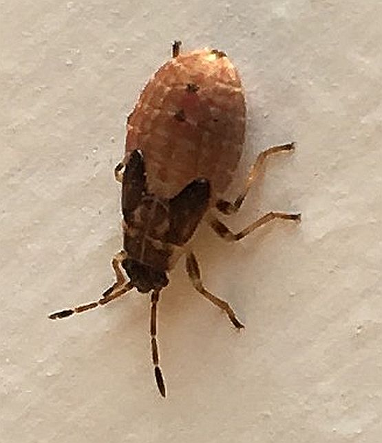 dirt-colored seed bug or false chinch bug