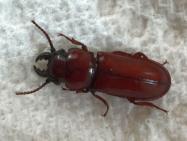 pole borer