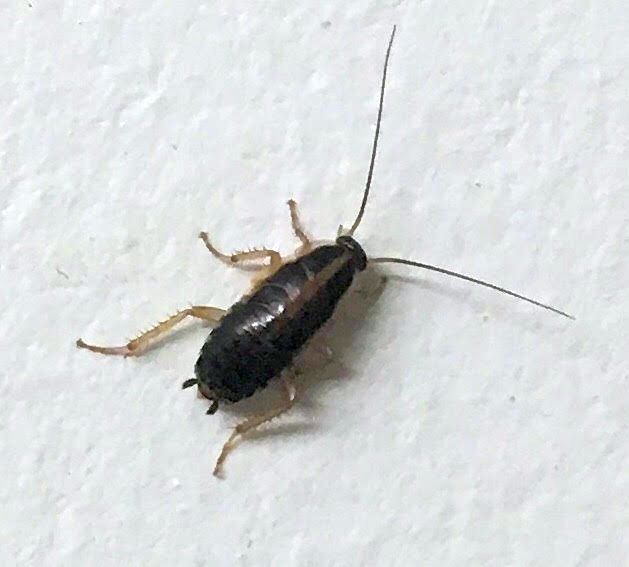 German cockroach nymph