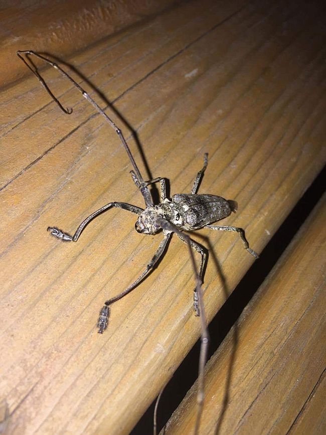 long-horned wood-boring beetle