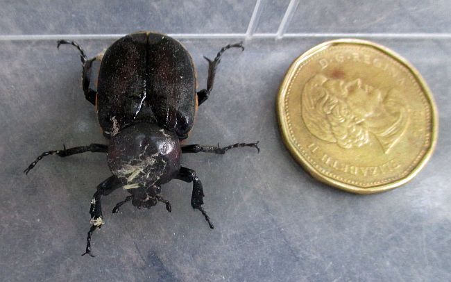 scarab beetle